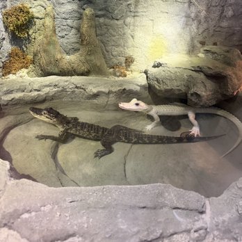 Gatorland - Zoos Near Me - Orlando, Florida Gatorland - Zoos Near Me - Orlando, Florida