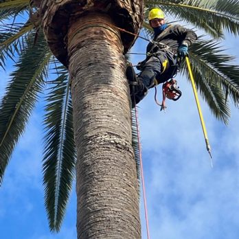 Dominguez Tree Trimming - Tree Services Near Me Dominguez Tree Trimming - Tree Services Near Me