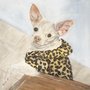 Pet Portraits Nola