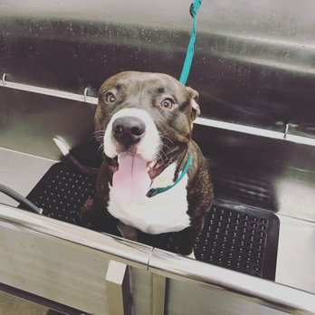 Petco - Dog grooming - Pet Training Near Me - Fort Myers, Florida Petco - Dog grooming - Pet Training Near Me - Fort Myers, Florida
