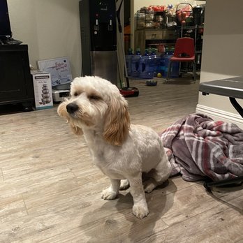 Bogart's Bone Appetit - Pet Groomers Near Me - Las Vegas, Nevada