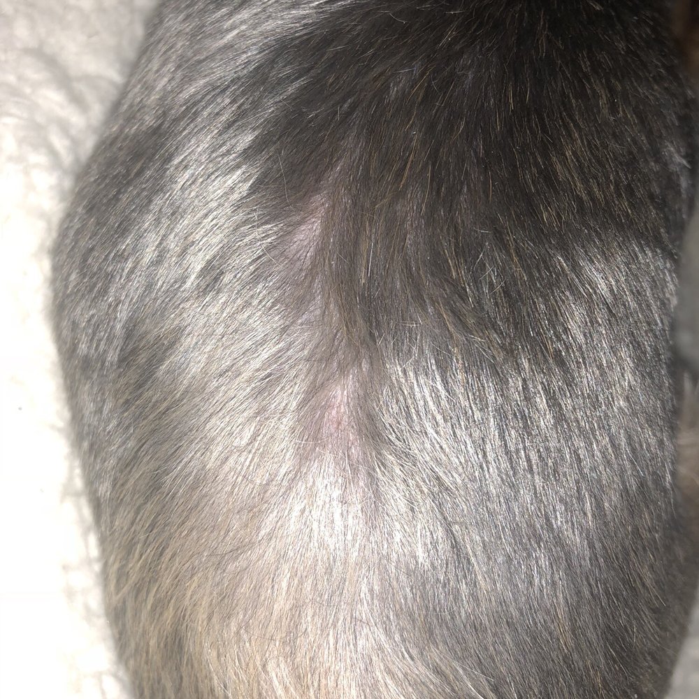 Pet Supplies Plus - Spring - Wrong guard size or to close. Cut and burned her back - Pet Groomers Near Me - Spring, Texas