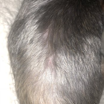 Pet Supplies Plus - Spring - Wrong guard size or to close. Cut and burned her back - Pet Groomers Near Me - Spring, Texas Pet Supplies Plus - Spring - Wrong guard size or to close. Cut and burned her back - Pet Groomers Near Me - Spring, Texas