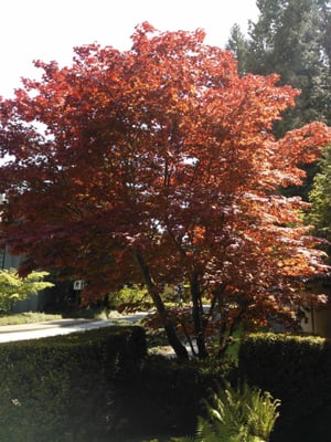 Nitobe Memorial Garden by null
