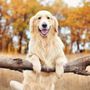 Photo of Life Is Golden Golden Retriever Rescue