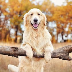Life Is Golden Golden Retriever Rescue