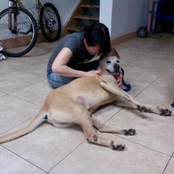 Brooklyn Animal Resource Coalition - Zeus likes his massages but prefers a forever home over any Olympian throne. - Animal Shelters Near Me - Brooklyn, New York Brooklyn Animal Resource Coalition - Zeus likes his massages but prefers a forever home over any Olympian throne. - Animal Shelters Near Me - Brooklyn, New York