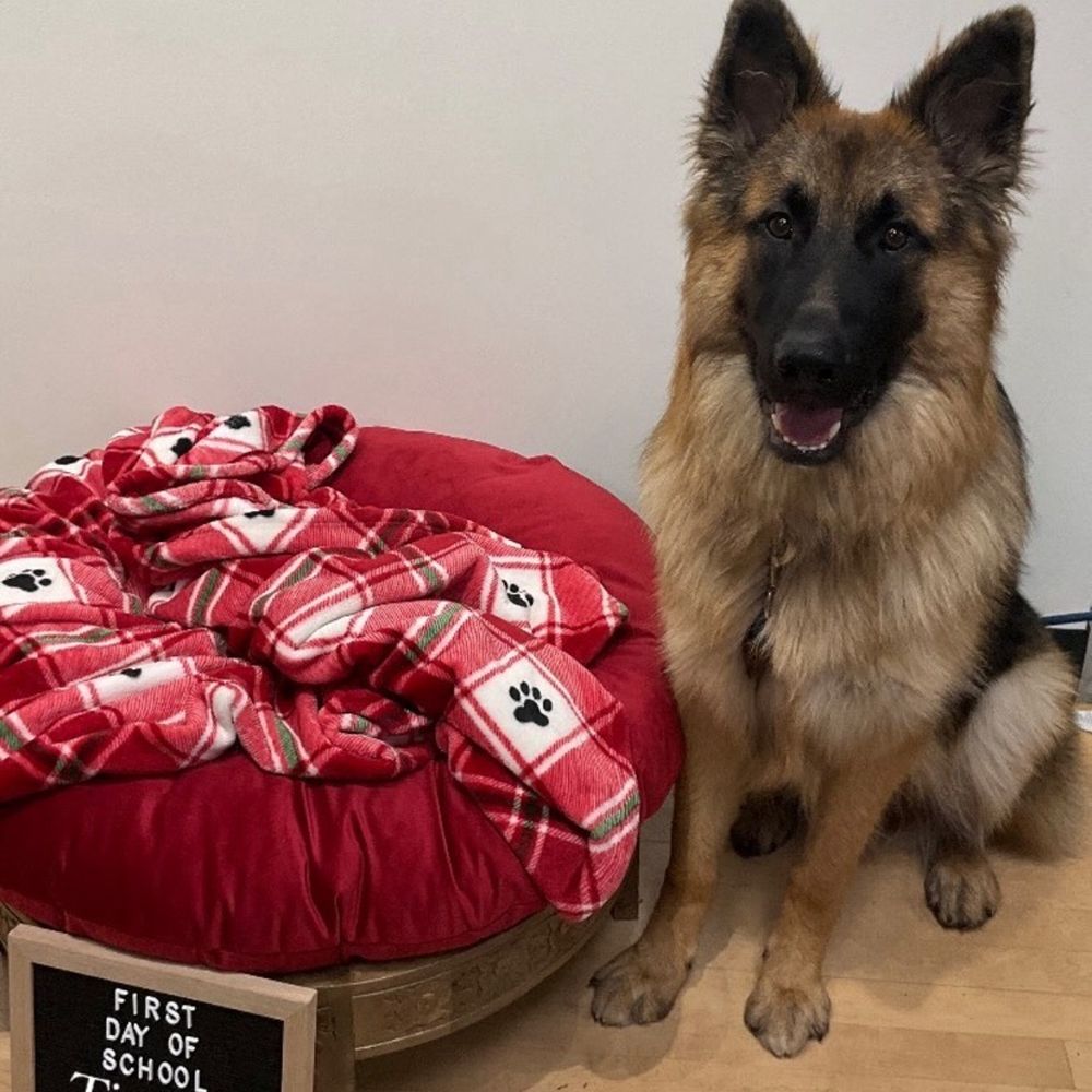 Zoom Room Dog Training - Pet Training Near Me - Hillsboro, Oregon