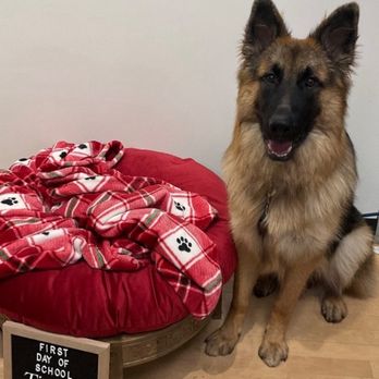 Zoom Room Dog Training - Pet Training Near Me - Hillsboro, Oregon Zoom Room Dog Training - Pet Training Near Me - Hillsboro, Oregon