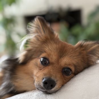 Pack Leader Dog Training - Hazel being the sweetest girl. - Pet Training Near Me Pack Leader Dog Training - Hazel being the sweetest girl. - Pet Training Near Me