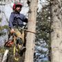 Photo of Timberland Tree Services