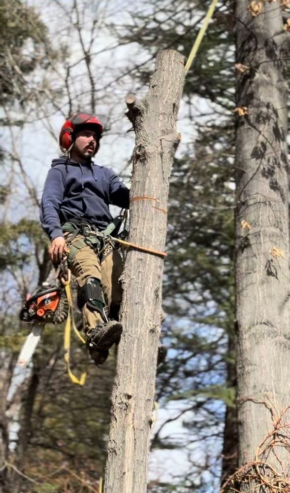 Timberland Tree Services - tree service in Reno, NV
