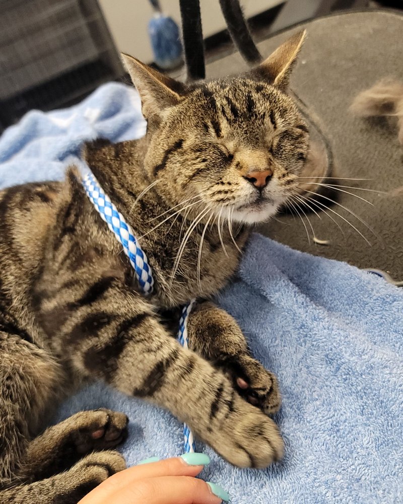 ANGEL PAWS CAT AND DOG GROOMING 35 Photos Las Vegas, Nevada Pet