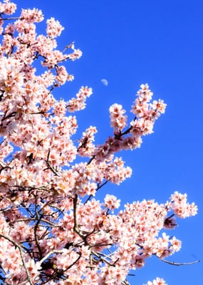 Parque de la Quinta de los Molinos by null