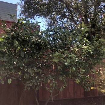 Maya’s Fences - Fences & Gates Near Me