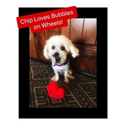 My Pet Chip