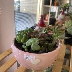 Swerve Thangs - Valentines Succulent Arrangement