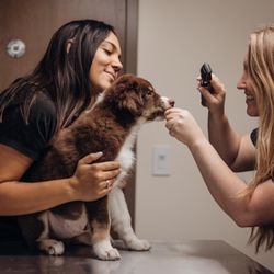 Founders Green Animal Hospital - Part of a tip of the nose to the tip of the tail exam includes checking our patients eyes.