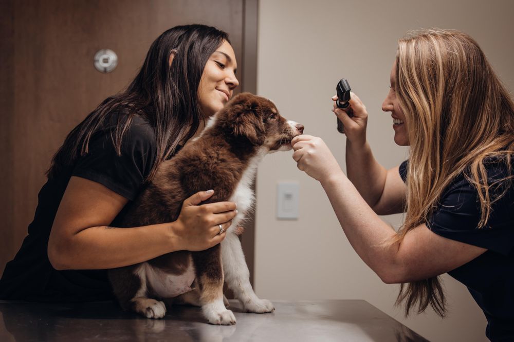 FOUNDERS GREEN ANIMAL HOSPITAL Updated July 2024 11 Photos 7545 E