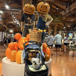Marketplace Co-Op - Disney TAG