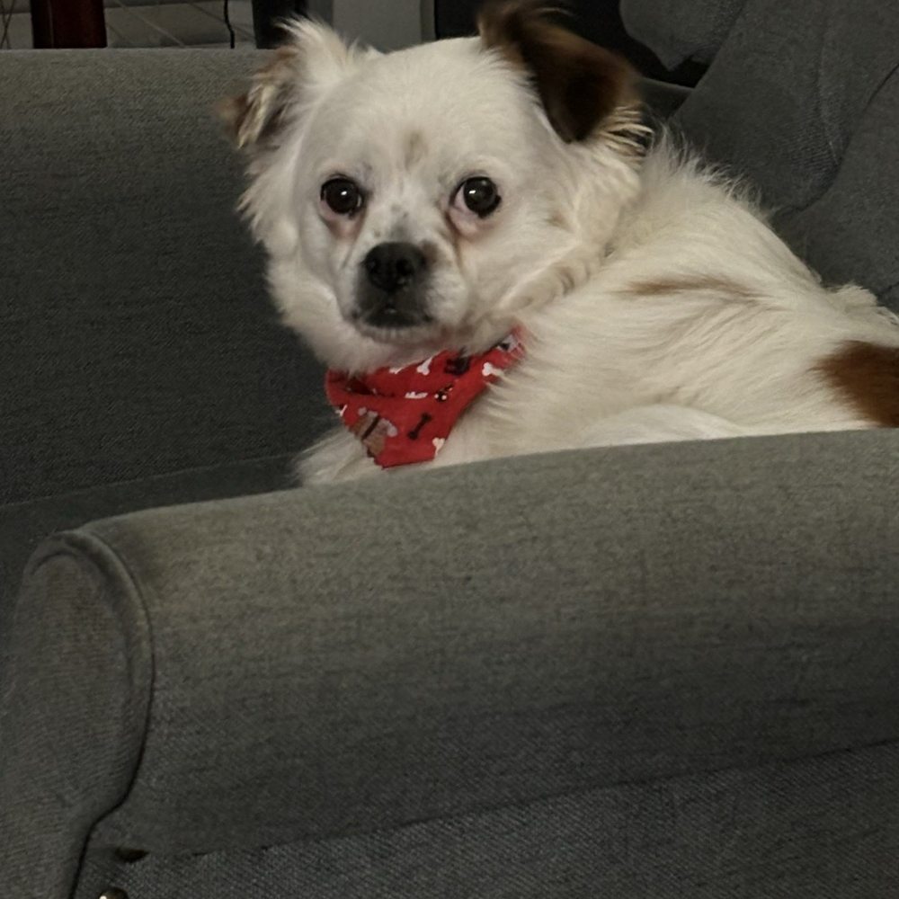 Teddy