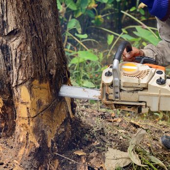 Ben's Tree Service - Tree Services Near Me Ben's Tree Service - Tree Services Near Me