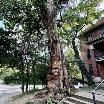 The Witches Tree - 08.31.25 steeped in legends of witches covens, a curse, and tragic revenge, it's a must-see spot for lovers of the paranormal - Landmarks & Historical Buildings Near Me - Louisville, Kentucky The Witches Tree - 08.31.25 steeped in legends of witches covens, a curse, and tragic revenge, it's a must-see spot for lovers of the paranormal - Landmarks & Historical Buildings Near Me - Louisville, Kentucky