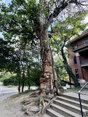 The Witches' Tree by null