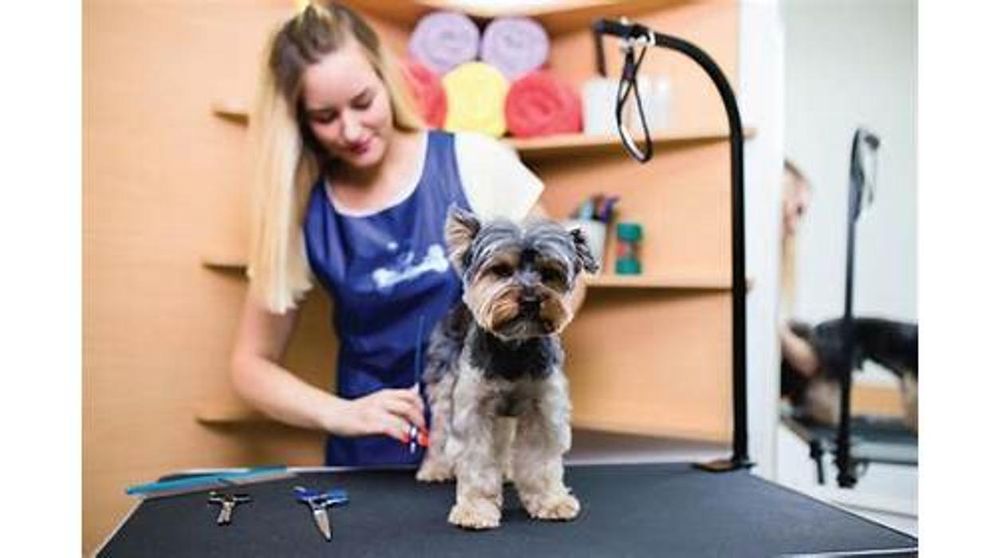 SPLASH AND DASH GROOMERIE & BOUTIQUE Updated August 2024 287 Photos