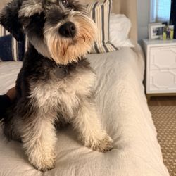Camp Wagging Tails