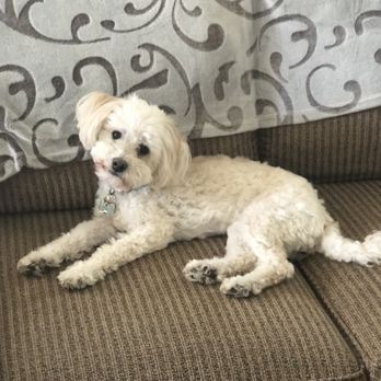 Urgent Petcare - Our sweet girl. - Veterinarians Near Me - Surprise, Arizona Urgent Petcare - Our sweet girl. - Veterinarians Near Me - Surprise, Arizona