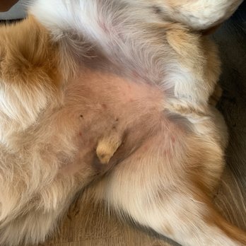 Lucky Paws Pet Spa - Pet Groomers Near Me - South Jordan, Utah Lucky Paws Pet Spa - Pet Groomers Near Me - South Jordan, Utah