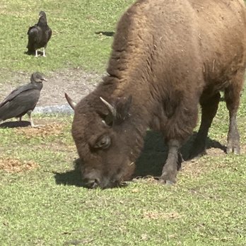 Gatorland - Cute bison - Zoos Near Me - Orlando, Florida Gatorland - Cute bison - Zoos Near Me - Orlando, Florida