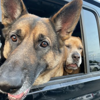 MuttSurf Canine Training - Gunner and Django - Pet Training Near Me MuttSurf Canine Training - Gunner and Django - Pet Training Near Me