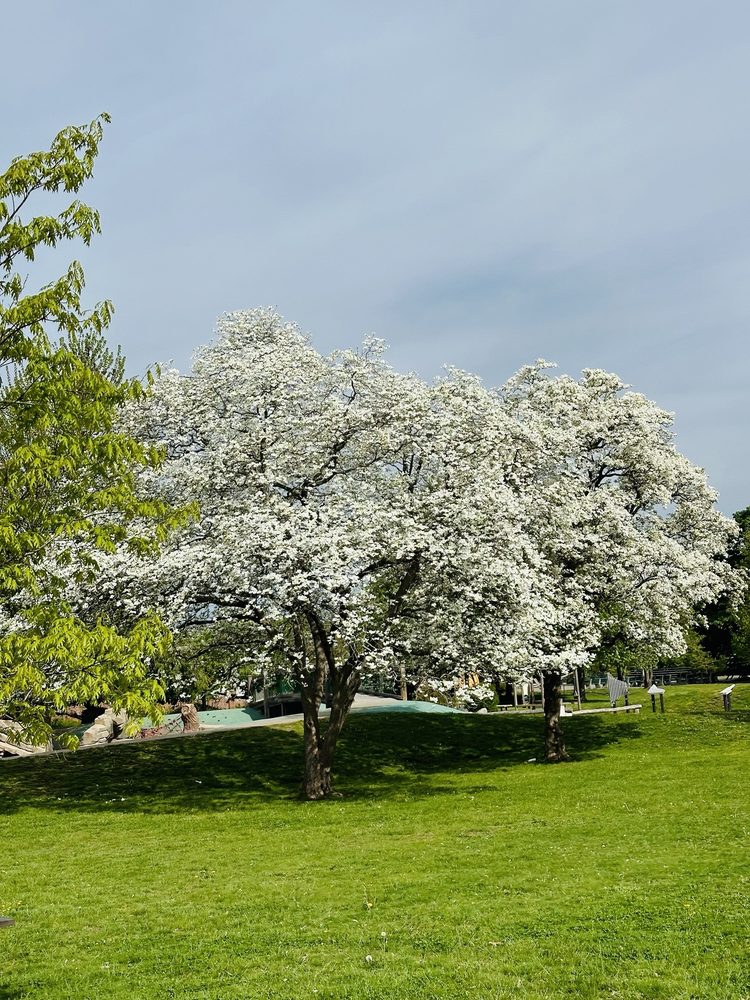 Social spots from Cushing Memorial Park