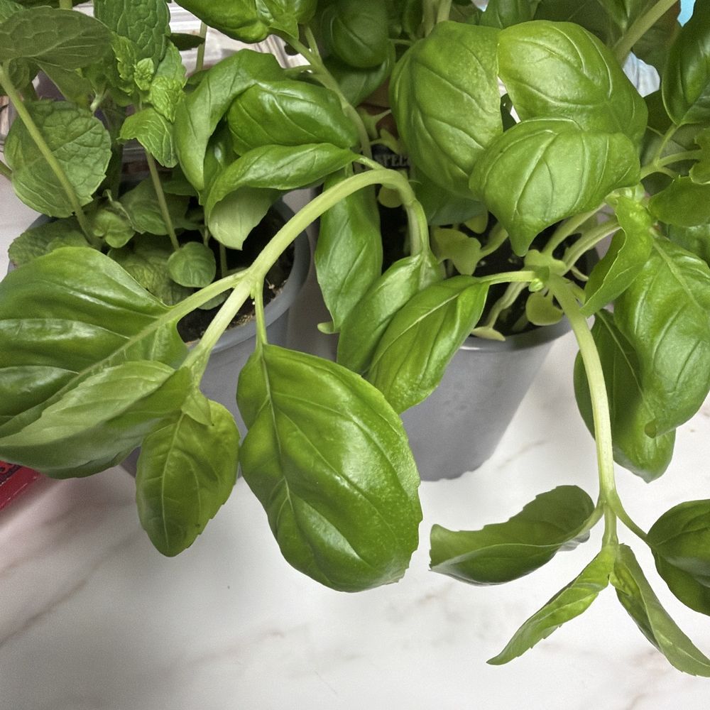 Fresh basil and fresh mint so aromatic Fresh basil and fresh mint so aromatic