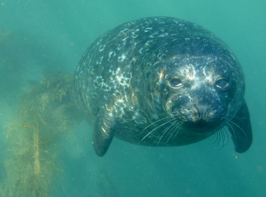 Pacific Marine Mammal Center by null