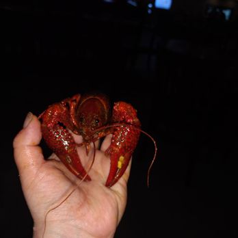 Buffalo Run - Say hello to my little friend!! HES HUGE!! - Sports Bars Near Me - Spring, Texas