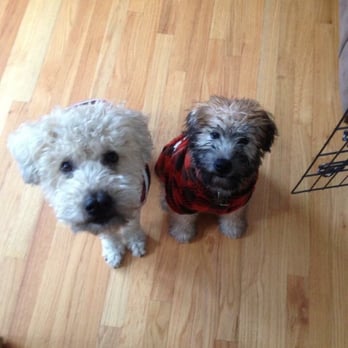The Backyard Escape - Gracie & Oliver - Dog Walkers Near Me