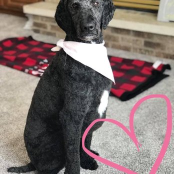 Live Aligned - Meet Torii! She is our office greeter. - Chiropractors Near Me - Onalaska, Wisconsin Live Aligned - Meet Torii! She is our office greeter. - Chiropractors Near Me - Onalaska, Wisconsin