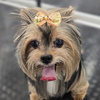 Zoomin Groomin - Happy pup after mobile spa day with Zoomin Groomin York Lancaster SC - Pet Groomers Near Me Zoomin Groomin - Happy pup after mobile spa day with Zoomin Groomin York Lancaster SC - Pet Groomers Near Me