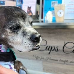 Pups and Cups Coffee - She needs a little afternoon "pick-me-up" pup cup...