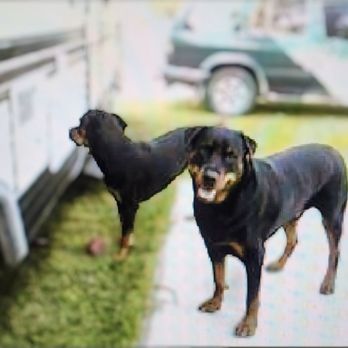 Happiest Paws In Town - Dog Walkers Near Me - Haydenville, Massachusetts Happiest Paws In Town - Dog Walkers Near Me - Haydenville, Massachusetts