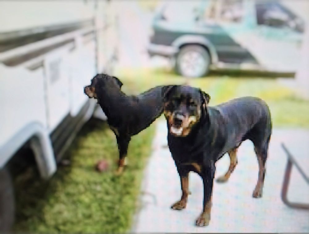 Happiest Paws In Town - pet boarding facility in Haydenville, MA