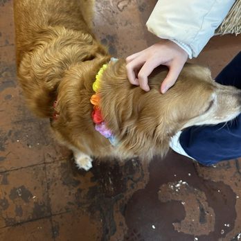 Hawaii General Store & Gallery - Dog!!! - Grocery Near Me - Seattle, Washington Hawaii General Store & Gallery - Dog!!! - Grocery Near Me - Seattle, Washington