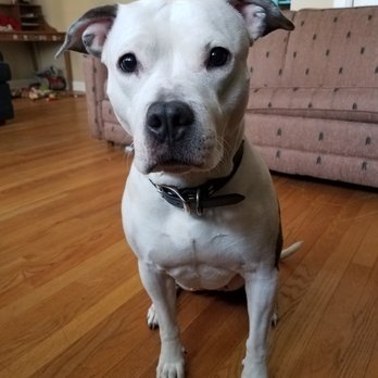 Bow Wow Behavioral - Pet Training Near Me - Chicago, Illinois