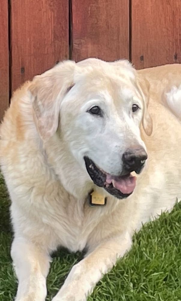 BUTTON VETERINARY HOSPITAL Updated October 2024 42 Reviews 5608 S