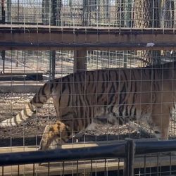 Cedar Cove Feline Conservation