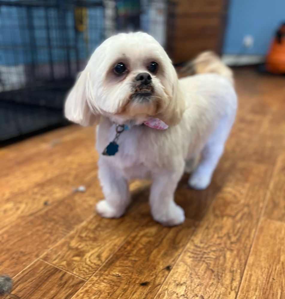 JENN’S MUTT HUTT Updated October 2024 18 Photos 25 Perry St