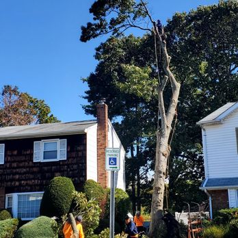 Cross Island Tree & Land - a tree being pruned - Tree Services Near Me - Freeport, New York Cross Island Tree & Land - a tree being pruned - Tree Services Near Me - Freeport, New York